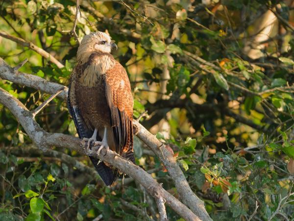 Moerasbuizerd (Busarellus nigricollis)
